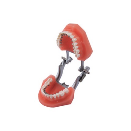 892-000-22 Dentaurum Discovery® Delight Μοντέλο παρουσίασης - Image 1